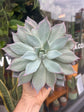 Echeveria Desmetiana | 13cm pot