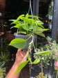 Philodendron Scandens (15cm hanging pot)