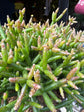 Rhipsalis cereuscula | 12cm pot