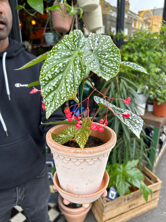 A Begonia Albo-Picta plant also known as a Guinea Wing Begonia in front of Urban Tropicana&