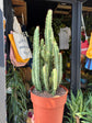 Euphorbia Trigona Green | 21cm pot