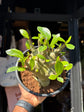 Adenium Baobab | 15cm pot