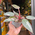 A Philodendron ‘Pink Princess Marble’ plant also known as a Philodendron Erubescens in front of Urban Tropicana&