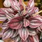 A Peperomja Cayenne plant also known as a Emerald Ripple Peperomia in front of Urban Tropicana&