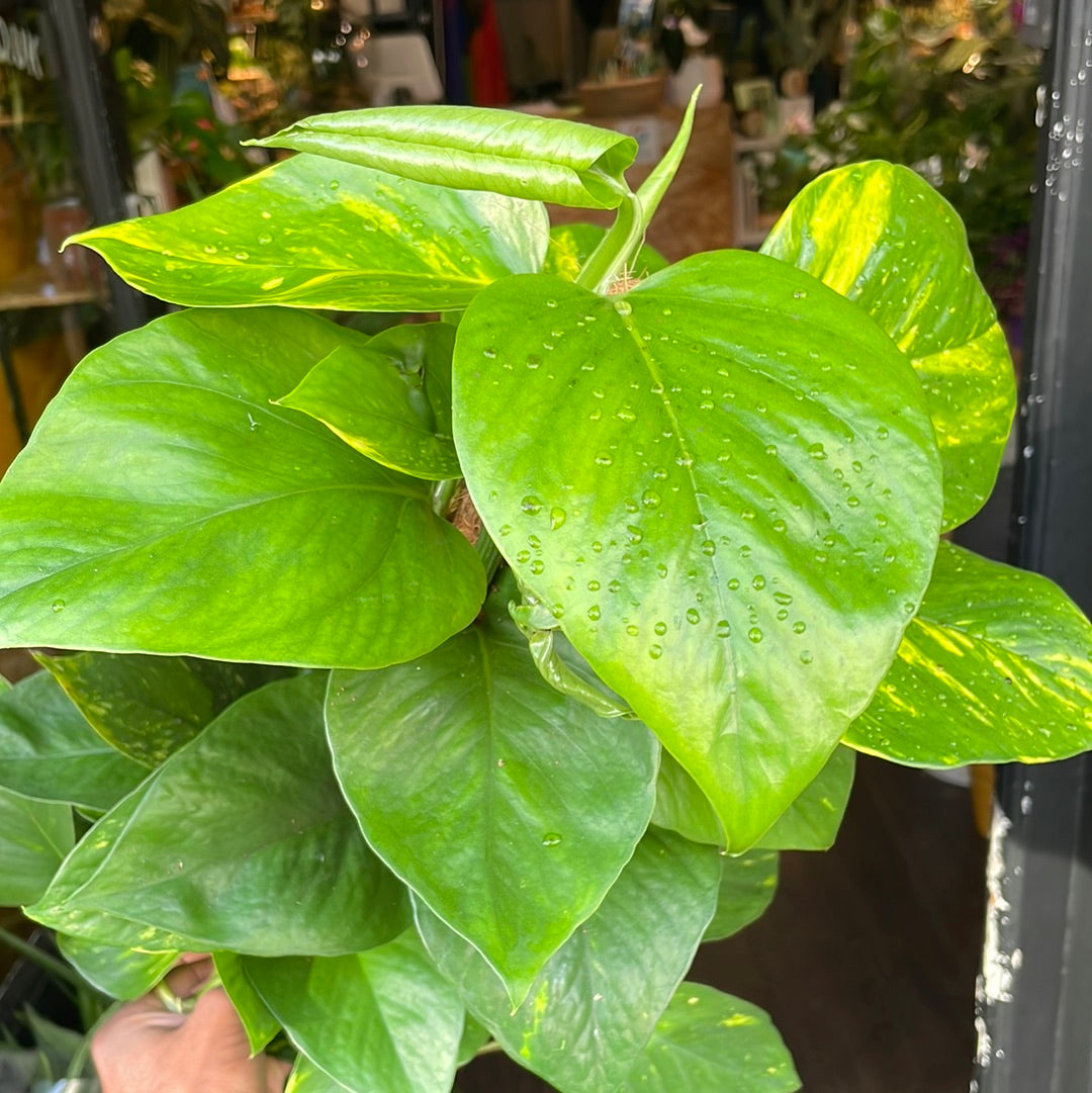 A Epipremnum Aureum plant also known as devils ivy with green and yellow variegated leaves on a moss pole in front of Urban Tropicana&