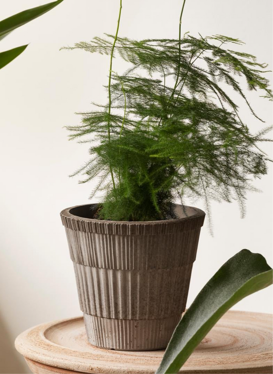 Bergs Potter | Atlas | Grey Pot & Saucer