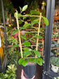Hoya Australis | 17cm pot