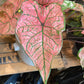 A Caladium Spring Fling plant also known as a Caladium Bicolor in front of Urban Tropicana&