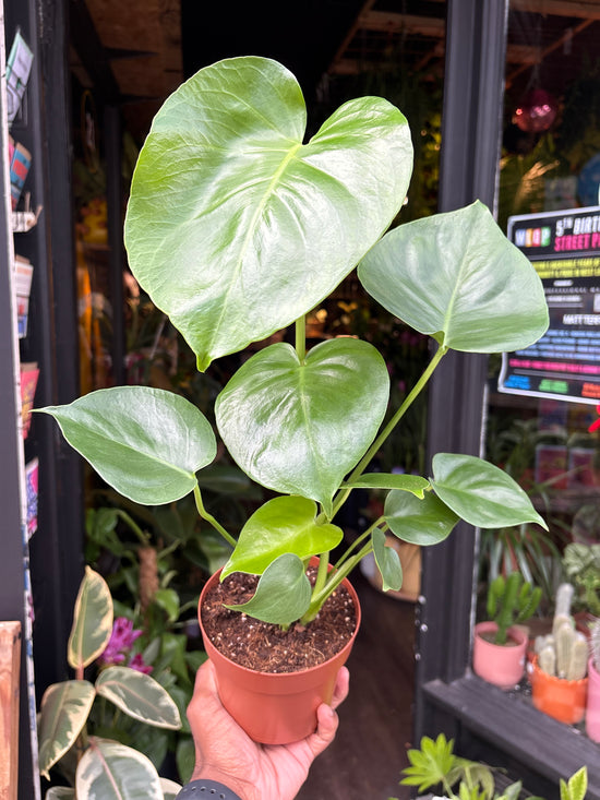 Monstera Deliciosa Tauerii | 12cm pot