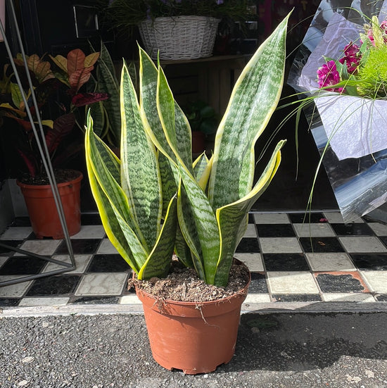 A Sansevieria Futura Superba plant also known as a Snake Plant in front of Urban Tropicana&