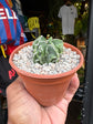 Astrophytum myriostigma walnut