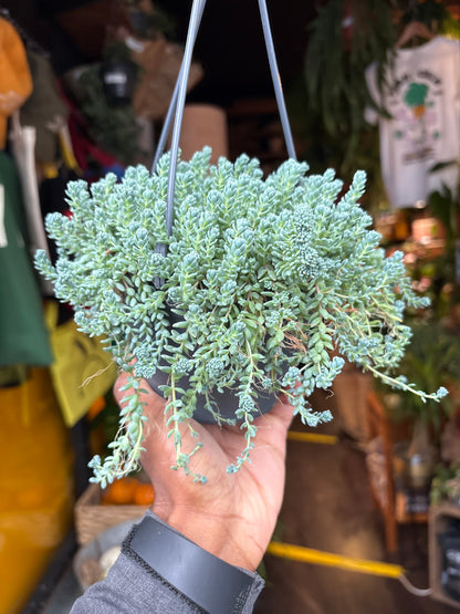 Sedum dasyphyllum &