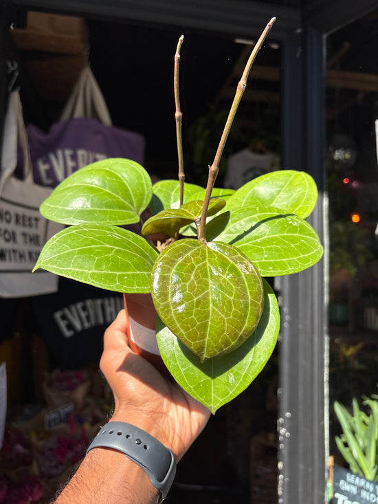 Hoya Sarawak Cream | 12cm pot