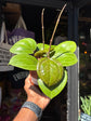 Hoya Sarawak Cream | 12cm pot