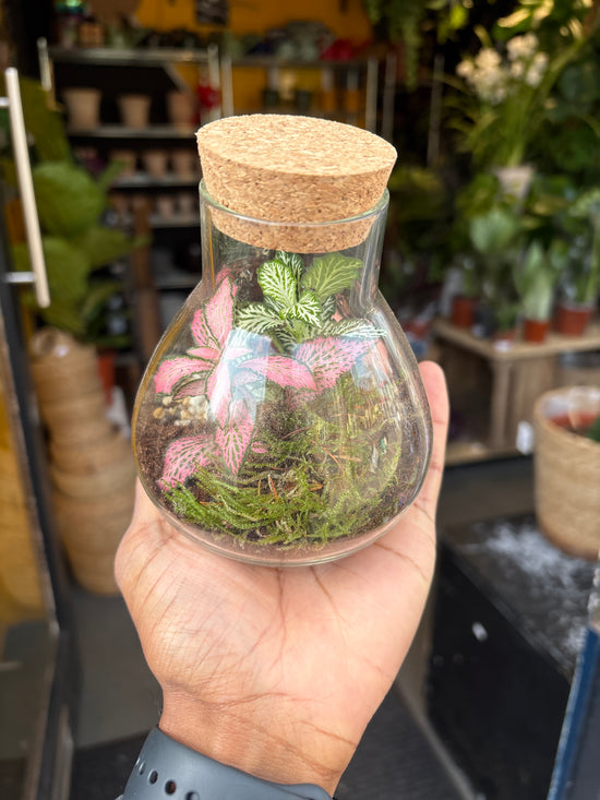 Terrarium Erlenmeya