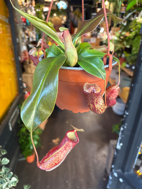 Nepenthes Gaya | 14cm hanging pot