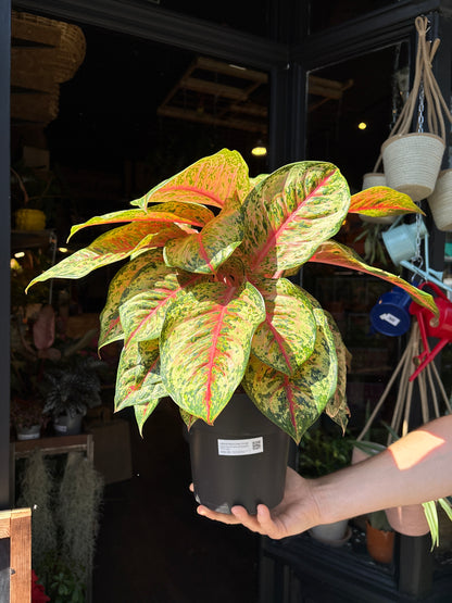 Aglaonema Carnival Queen | 19cm pot
