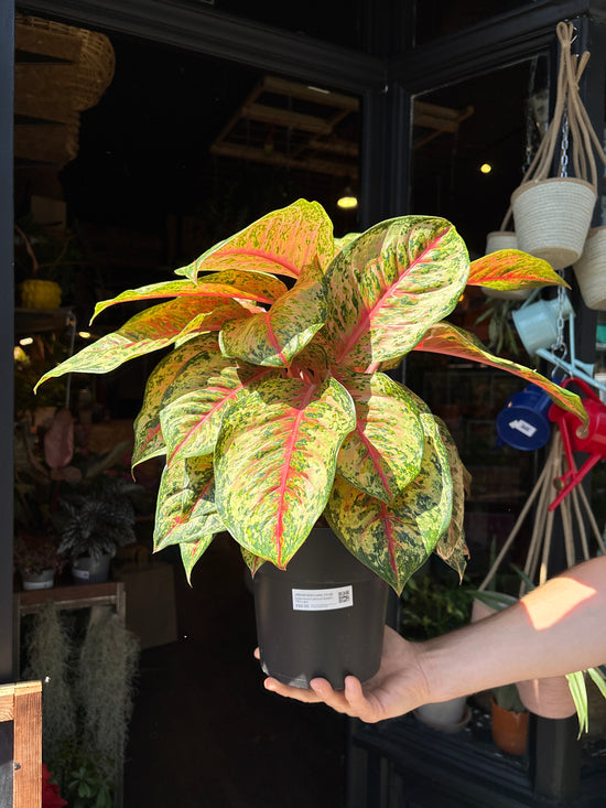 Aglaonema Carnival Queen | 19cm pot