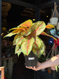Aglaonema Carnival Queen | 19cm pot