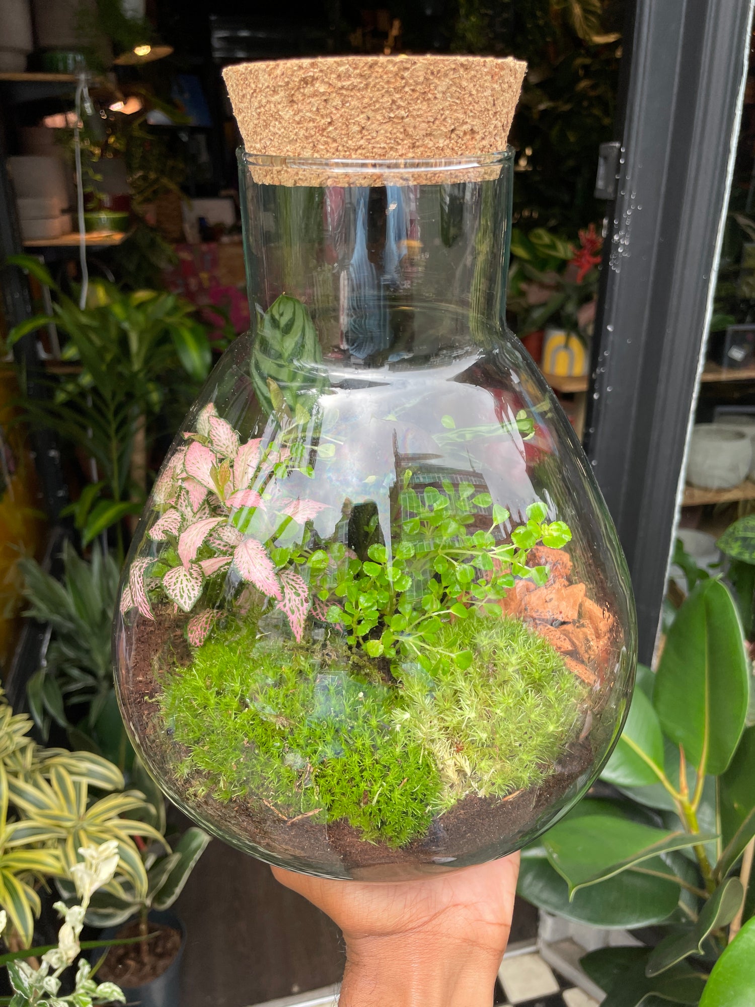 A Terrarium Erlenmeya in front of Urban Tropicana&