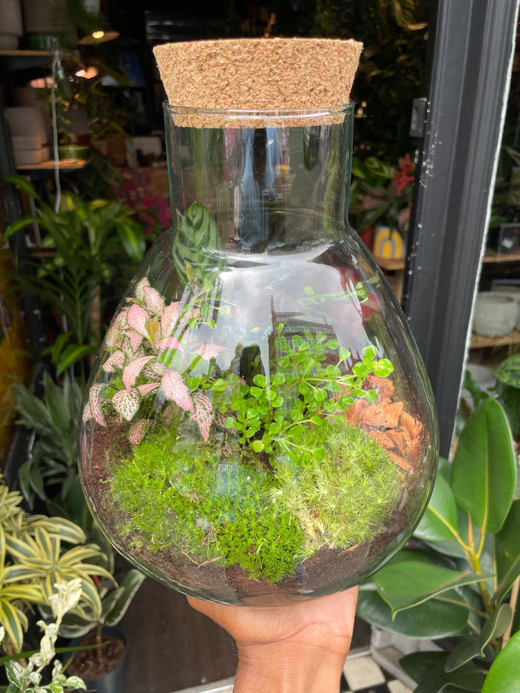 A Terrarium Erlenmeya in front of Urban Tropicana&