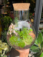A Terrarium Erlenmeya in front of Urban Tropicana&