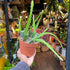 A Epiphyllum Red Tip plant also known as a Disocactus Ackermannii in front of Urban Tropicana&