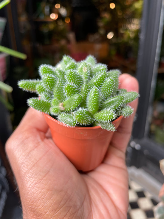 A Delosperma Echinatum plant also known as a Pickle plant in front of Urban Tropicana&