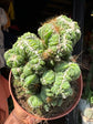 Cereus peruvianus Monstrosus | 13cm pot