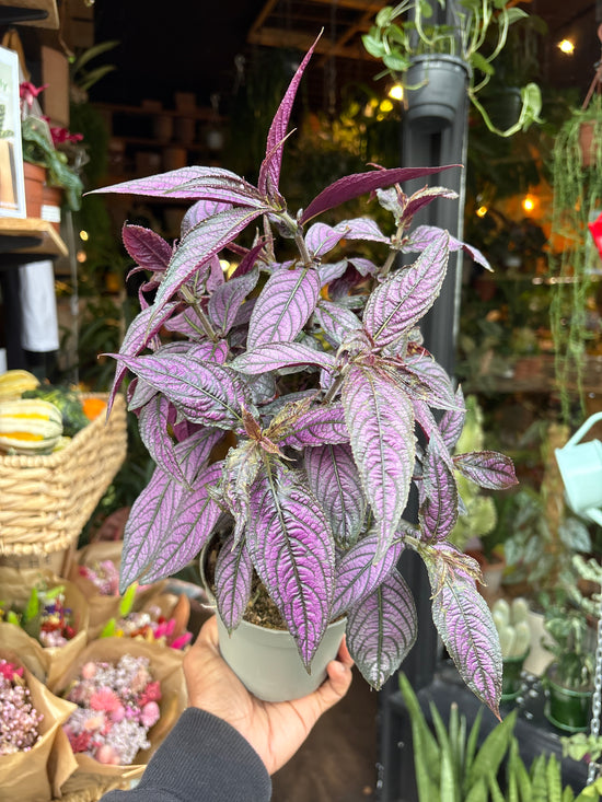 Strobilanthes | 12cm pot