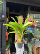 Aglaonema Cleopatra  | 17cm pot