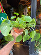 Pilea Peperomioides | Chinese Money Plant | 12cm pot