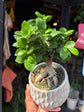 Ficus Microcarpa ‘Ginseng’ | 16cm ceramic decorative pot