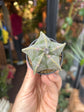 Astrophytum Myriostigma | 6cm pot