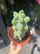 Pachycereus (Lophocereus) schottii &