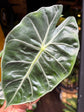 Alocasia Pink Dragon | 12cm pot