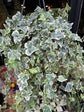 Hedera Helix Wonder | English Ivy | 19cm pot