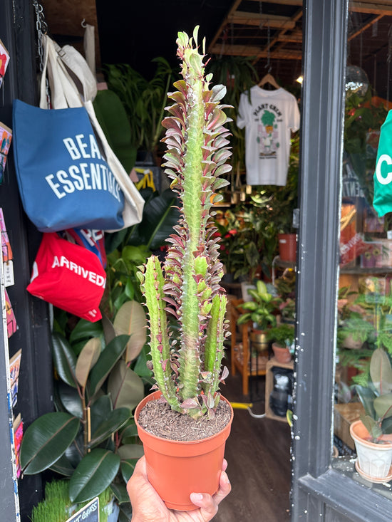 Euphorbia Trigona Rubra | 12cm pot