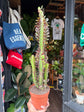 Euphorbia Trigona Rubra | 12cm pot