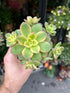 A Aeonium Kiwi plant also known as a Aeonium Haworthii Tricolour plant in front of Urban Tropicana&