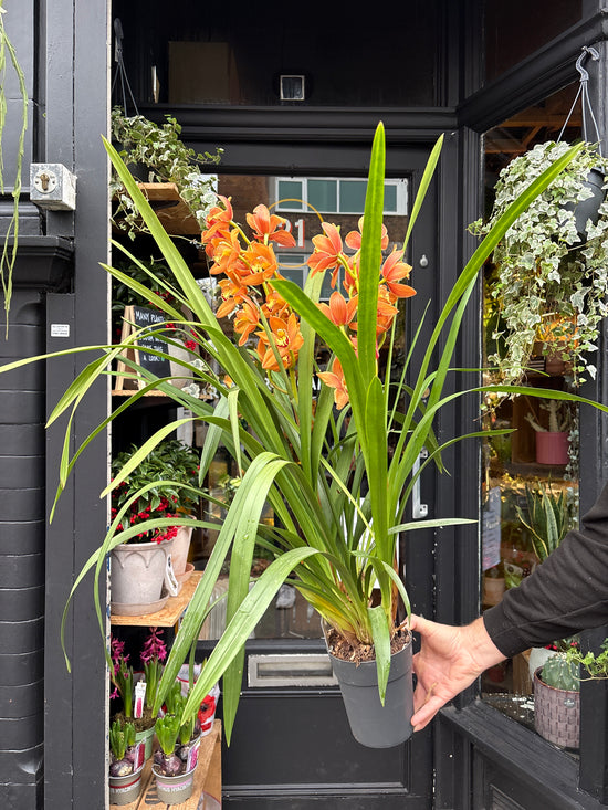 Cymbidium Orange | 14cm pot
