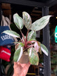 Philodendron Red Anderson | 11cm pot