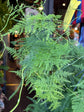 Asparagus Setaceus | 19cm Hanging pot