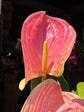 Anthurium Sweet Dream | 12cm pot