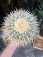 Echinocactus Grusonii | 18cm pot