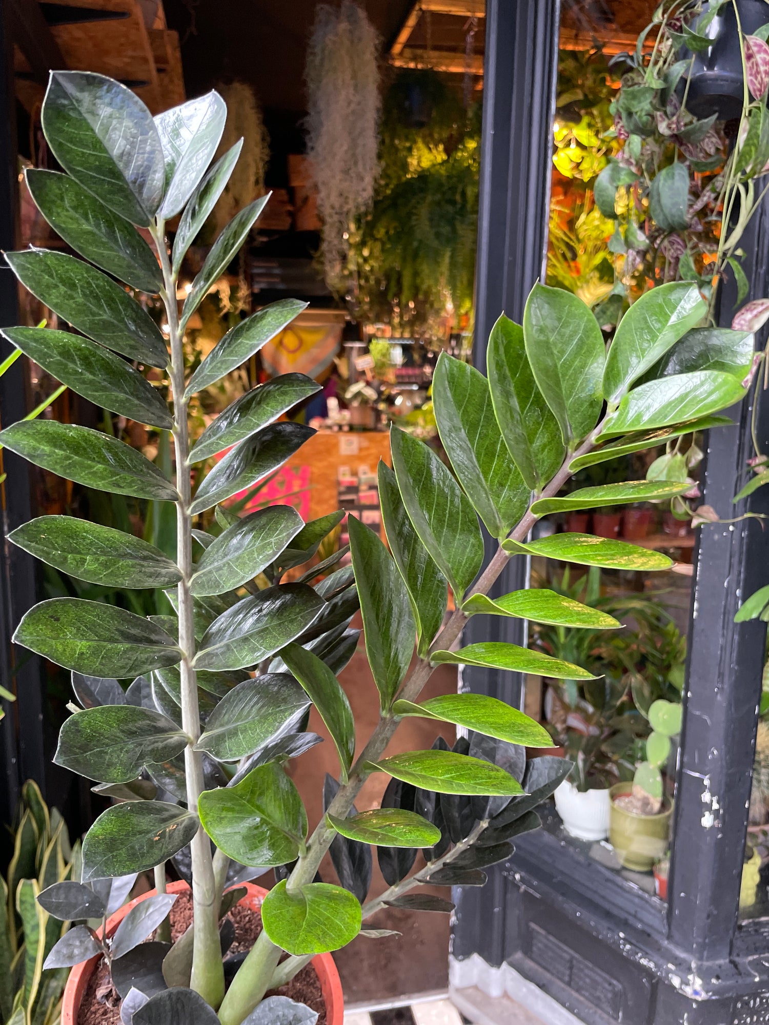 A Zamiocalcus Zamiifolia Raven plant also known as a ZZ Raven plant in front of Urban Tropicana’s plant shop in London, Chiswick