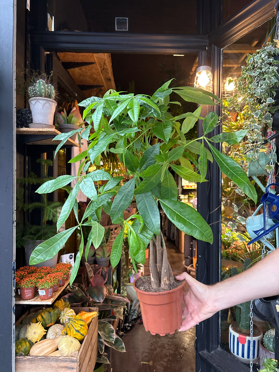 Pachira Aquatica | 17cm pot