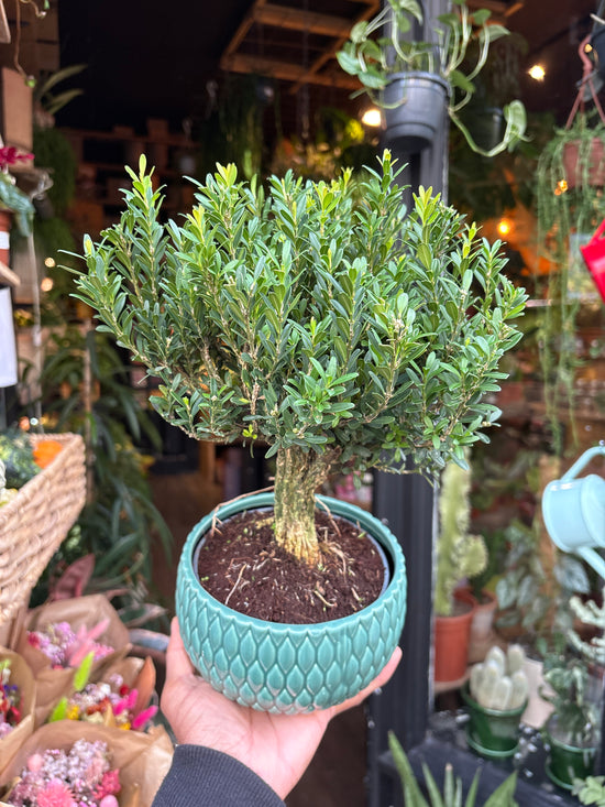 Bonsai Buxus | 15cm green ceramic pot