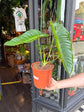 Anthurium Veitchii | 21cm pot