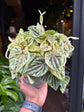 Peperomia Caperata ‘Buenos Aires’ | 12cm pot